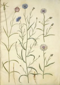 Agrostemma githago (ortak nokta); Centaurea cyanus (peygamber çiçeği) by Hans Simon Holtzbecker