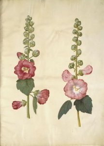 Alcea rosea (var-stokroz) by Hans Simon Holtzbecker