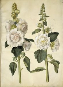 Alcea rosea (var-stokroz) by Hans Simon Holtzbecker