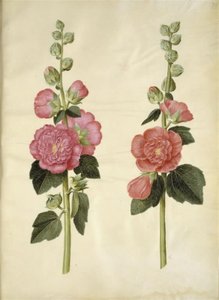 Alcea rosea (var-stokroz) by Hans Simon Holtzbecker