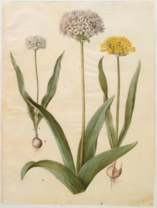 Allium moly (altın soğan); Allium nigrum (siyah soğan) by Hans Simon Holtzbecker