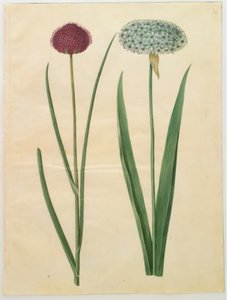 Allium sphaerocephalon (Akdeniz soğanı); Allium nigrum (siyah soğan) by Hans Simon Holtzbecker