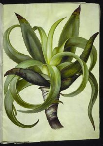 Aloe (aloe) by Hans Simon Holtzbecker