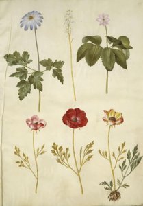 Anemon apennina (appenniner-anemon); Tiarella cordifolia (ortak köpük çiçek); Anemon trifolia (titreşim anemon); Ranunculus asiaticus by Hans Simon Holtzbecker