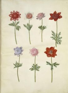 Anemone coronaria (fransk anemon) by Hans Simon Holtzbecker
