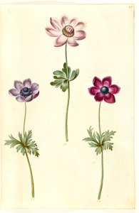 Anemone coronaria (fransk anemon) by Hans Simon Holtzbecker