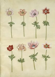 Anemone coronaria (fransk anemon) by Hans Simon Holtzbecker