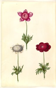 Anemone coronaria (fransk anemon) by Hans Simon Holtzbecker