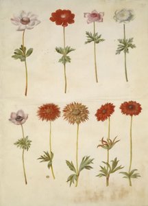 Anemon coronaria (Fransız anemon); Anemon × fulgens (parlak anemon) by Hans Simon Holtzbecker