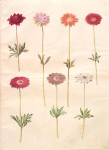 Anemon coronaria (Fransız anemon); Anemon × fulgens (parlak anemon) by Hans Simon Holtzbecker