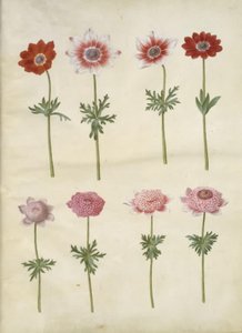 Anemone coronaria L. (Fransız anemon); Anemon pavonina (tavus kuşu anemon) by Hans Simon Holtzbecker