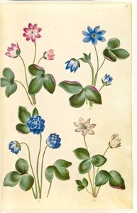 Anemon hepatica (mavi anemon) by Hans Simon Holtzbecker