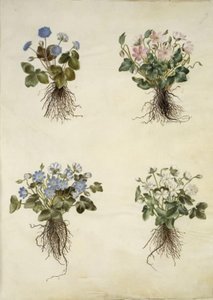 Anemon hepatica (mavi anemon) by Hans Simon Holtzbecker