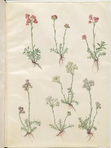 Antennaria dioica (ortak kedi ayağı) by Hans Simon Holtzbecker