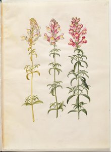 Antirrhinum canadensis (have-løvemund) by Hans Simon Holtzbecker