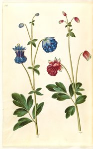Aquilegia vulgaris (ortak columbine) by Hans Simon Holtzbecker
