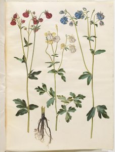 Aquilegia vulgaris (ortak columbine) by Hans Simon Holtzbecker