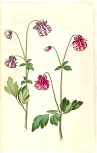 Aquilegia vulgaris (ortak columbine) by Hans Simon Holtzbecker