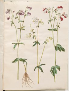 Aquilegia vulgaris (ortak columbine) by Hans Simon Holtzbecker