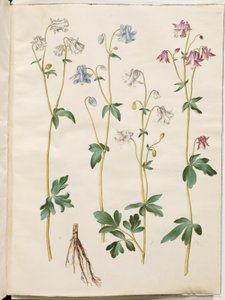 Aquilegia vulgaris (ortak columbine) by Hans Simon Holtzbecker