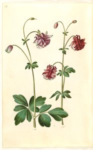 Aquilegia vulgaris (ortak columbine) by Hans Simon Holtzbecker