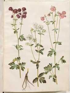 Aquilegia vulgaris (ortak columbine) by Hans Simon Holtzbecker