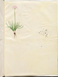 Armeria maritima (ortak İngiliz otu) by Hans Simon Holtzbecker
