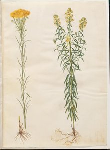 Aster linosyris (altın saçlı asterler); Linaria vulgaris (ortak morina ağzı) by Hans Simon Holtzbecker