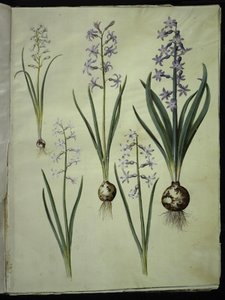 Brimeura ametisti (sümbül pirenæisk); Hyacinthus orientalis (almindelig sümbül) by Hans Simon Holtzbecker