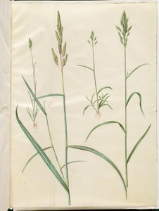 Bromus hordeaceus (yumuşak balıkçıl); Phalaris arundinacea (çizgili çimen) by Hans Simon Holtzbecker