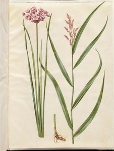 Butomus umbellatus (nedime); Phragmites australis (ortak kamış) by Hans Simon Holtzbecker