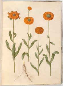 Calendula officinalis (sahip-morgenfruit) by Hans Simon Holtzbecker
