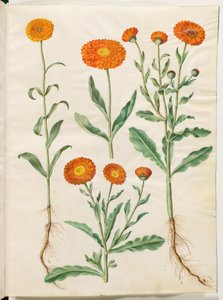 Calendula officinalis (sahip-morgenfruit) by Hans Simon Holtzbecker