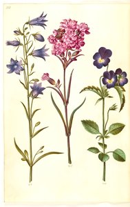 Campanula rotundifolia (küçük çan); Silene viscaria (ortak katran karanfil); Viyola üç renkli (ortak hercai menekşe) by Hans Simon Holtzbecker