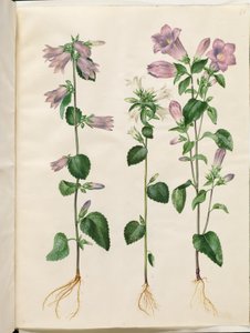 Campanula trachelium (ısırgan otu); Campanula orta (marie bell)