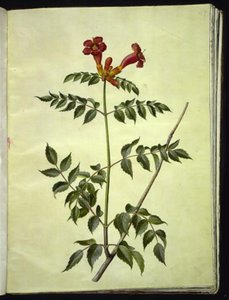 Campsis radicans (ortak trompet çiçeği) by Hans Simon Holtzbecker