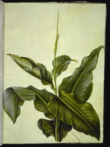 kanna (kanna) by Hans Simon Holtzbecker