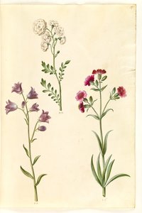 Cardamine pratensis (nergis); Campanula rotundifolia (?) (Küçük çan); Silene vulgaris (?) (Mesane raporu) by Hans Simon Holtzbecker