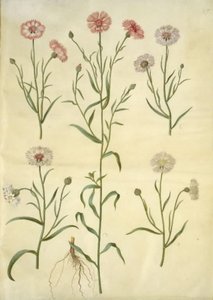 Centaurea cyanus (peygamber çiçeği) by Hans Simon Holtzbecker