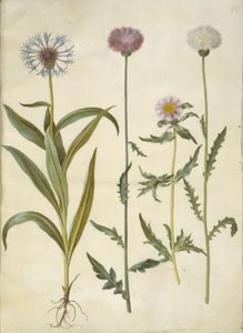 Centaurea montana (dağ tomurcuğu); Amberboa moschata (koku sultanı) by Hans Simon Holtzbecker