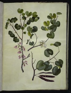 Cercis siliquastrum (almindelig judastra) by Hans Simon Holtzbecker