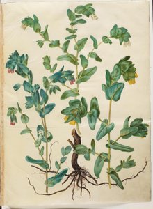 Cerinthe majör (stor voksurt) by Hans Simon Holtzbecker