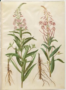 Chamerion angustifolium (dar yapraklı keçi derisi) by Hans Simon Holtzbecker