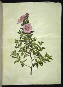 Cistus creticus (kreta-soløjetræ) by Hans Simon Holtzbecker