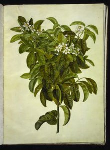 Narenciye limonu (sıradan limon) by Hans Simon Holtzbecker