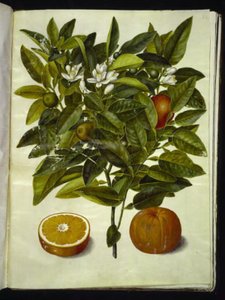 Narenciye sinensis (turuncu) by Hans Simon Holtzbecker