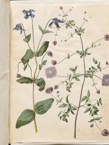Clematis integrifolia (mavi çok yıllık akasma); Clematis viticella (İtalyan orman asması) by Hans Simon Holtzbecker