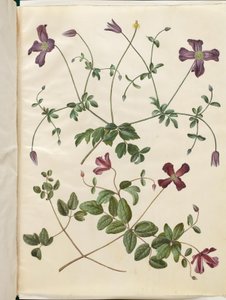 Clematis viticella (İtalyan kızartma tavası) by Hans Simon Holtzbecker