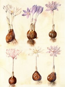 Colchicum autumnale by Hans Simon Holtzbecker