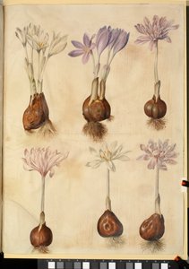 Colchicum autumnale by Hans Simon Holtzbecker